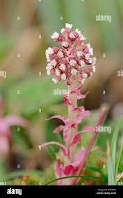 Image result for Petasites officinalis