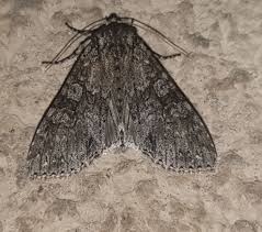 Attēlu rezultāti vaicājumam “Polia nebulosa”