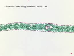 Attēlu rezultāti vaicājumam “Zea mays leaf”