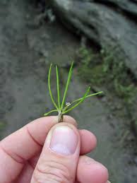 Attēlu rezultāti vaicājumam “Limosella aquatica flower”