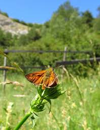 Attēlu rezultāti vaicājumam “Ochlodes sylvanus male”