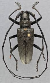 Attēlu rezultāti vaicājumam “Monochamus urussovi”