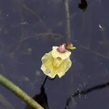 Attēlu rezultāti vaicājumam “Utricularia minor leaf”