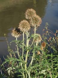 Attēlu rezultāti vaicājumam “Echinops sphaerocephalus”