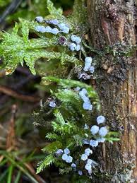 Attēlu rezultāti vaicājumam “Didymium melanospermum”