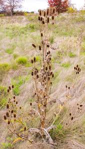 Image result for Dipsacus laciniatus