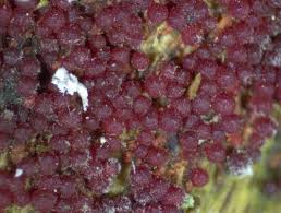 Attēlu rezultāti vaicājumam “Neonectria coccinea”