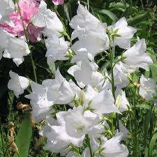 Image result for Campanula persicifolia