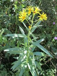 Attēlu rezultāti vaicājumam “Jacobaea paludosa”