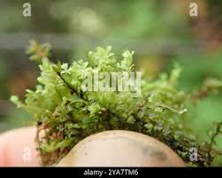 Attēlu rezultāti vaicājumam “Lophozia ventricosa”