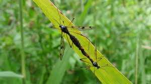 Attēlu rezultāti vaicājumam “Ptychoptera sp.”