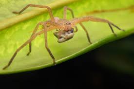 Attēlu rezultāti vaicājumam “Sparassidae”