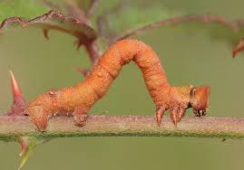 Attēlu rezultāti vaicājumam “Biston betularia”