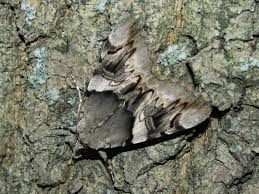 Attēlu rezultāti vaicājumam “Catocala fulminea”