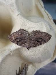 Attēlu rezultāti vaicājumam “Hydria cervinalis”