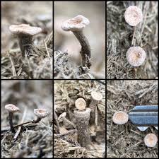 Attēlu rezultāti vaicājumam “Poronia punctata”