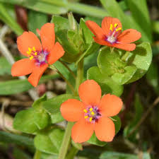 Image result for Anagallis arvensis