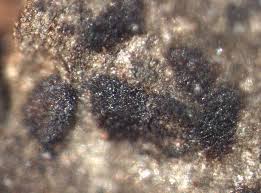 Attēlu rezultāti vaicājumam “Arthonia spadicea”