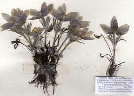 Attēlu rezultāti vaicājumam “Pulsatilla patens fruit”