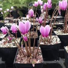 Attēlu rezultāti vaicājumam “Cyclamen hederifolium”