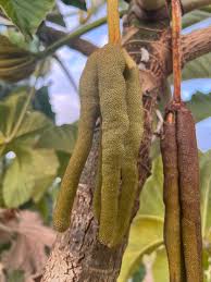 Attēlu rezultāti vaicājumam “Elymus caninus fruit”