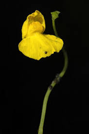 Attēlu rezultāti vaicājumam “Utricularia intermedia leaf”