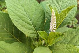Attēlu rezultāti vaicājumam “Phytolacca acinosa leaf”