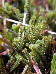 Attēlu rezultāti vaicājumam “Paludella squarrosa sporophyte”