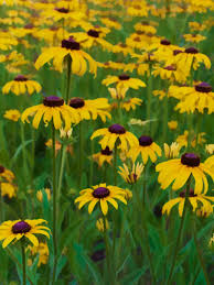 Attēlu rezultāti vaicājumam “Rudbeckia hirta var. hirta”