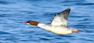 Attēlu rezultāti vaicājumam “Mergus merganser”