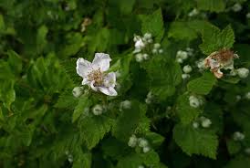 Attēlu rezultāti vaicājumam “Rubus plicatus flower”