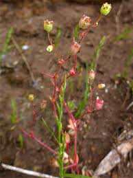 Attēlu rezultāti vaicājumam “Saxifraga tridactylites flower”