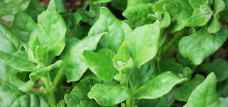 Image result for Neuseeländer Salat