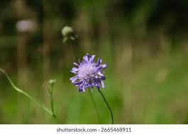 Attēlu rezultāti vaicājumam “Knautia arvensis flower”
