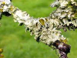 Attēlu rezultāti vaicājumam “Punctelia subrudecta”