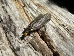 Attēlu rezultāti vaicājumam “Chrysopidae imago”