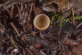 Attēlu rezultāti vaicājumam “Ciboria amentacea”