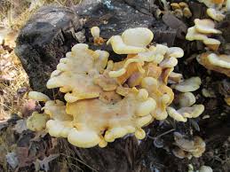 Attēlu rezultāti vaicājumam “Phyllotopsis nidulans”