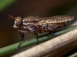 Attēlu rezultāti vaicājumam “Sciomyzidae”