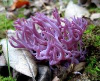 Attēlu rezultāti vaicājumam “Clavulina amethystina”