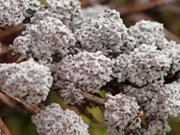 Attēlu rezultāti vaicājumam “Fuligo gyrosa”