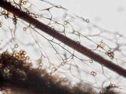 Attēlu rezultāti vaicājumam “Stemonitis pallida macro”