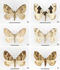 Attēlu rezultāti vaicājumam “Colostygia pectinataria male”