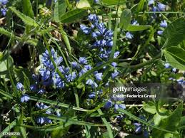 Attēlu rezultāti vaicājumam “Polygala vulgaris”