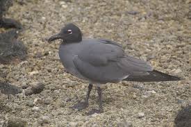 Attēlu rezultāti vaicājumam “Fuligo laevis”