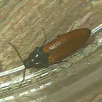 Attēlu rezultāti vaicājumam “Ampedus pomorum”