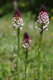 Attēlu rezultāti vaicājumam “Orchis ustulata flower”