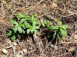 Attēlu rezultāti vaicājumam “Chimaphila umbellata”