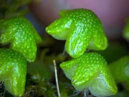 Attēlu rezultāti vaicājumam “Reboulia hemisphaerica”