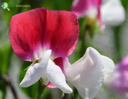Image result for Lathyrus odoratus